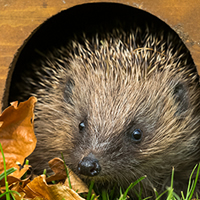 Wildlife Tables, Nests & Feeders