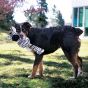 KONG Large Wubba No Stuff Zebra