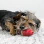 KONG Peanut Butter Marathon 2pk