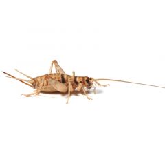 Banded Brown Crickets 3rd Tub 