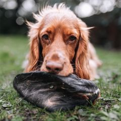 Anco Hairy Cow Ear Loose
