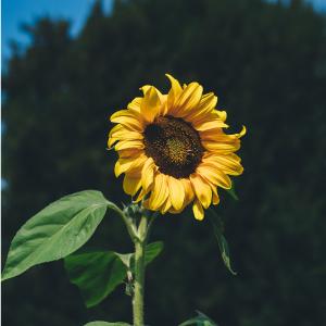 September Jobs in the Garden
