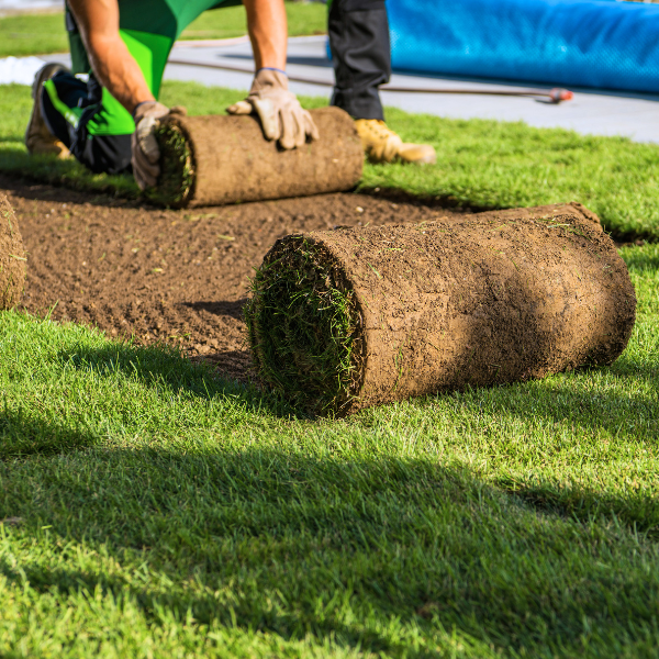 Choosing Between Seeds Or Turf