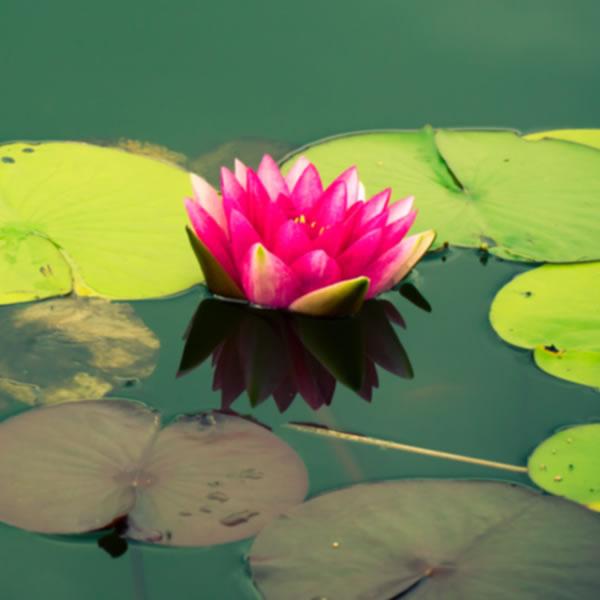 Create your own Pre-formed Pond
