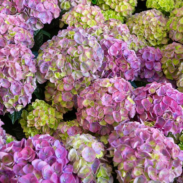 Hydrangea