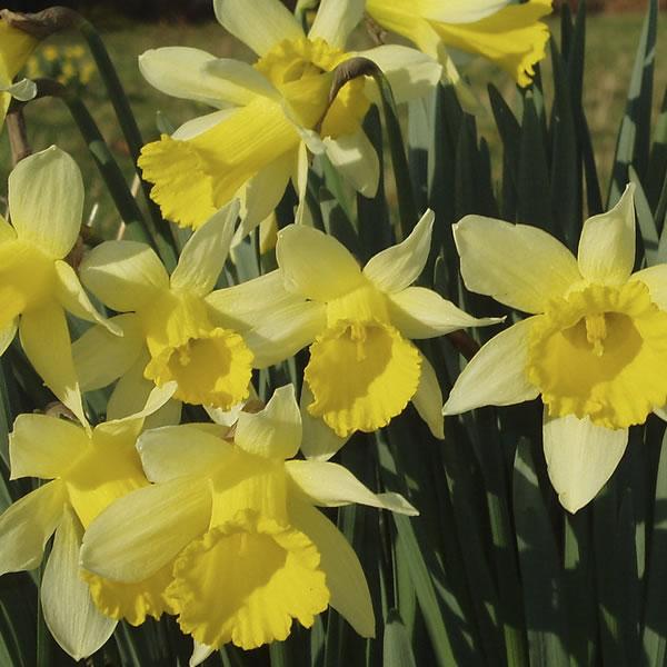 March Jobs in the Garden
