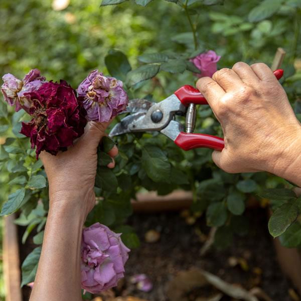 How to Deadhead Plants