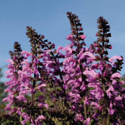 Making Your Garden Wildlife - Friendly