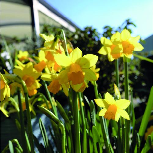 Our Tops Plant Picks For March