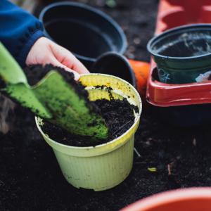 How To: Re-planting Pot bound Shrubs in containers
