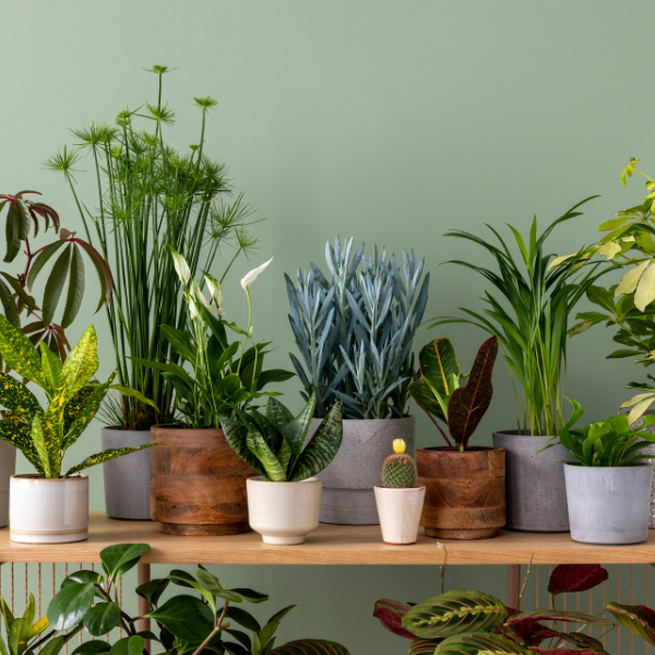 House Plant Guide