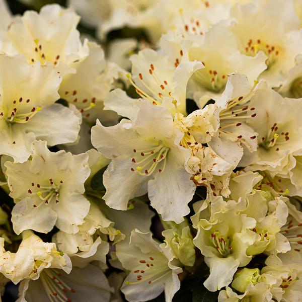 Azalea