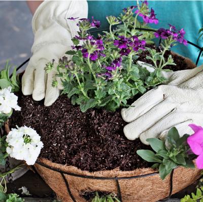 Hanging Baskets For Beginners