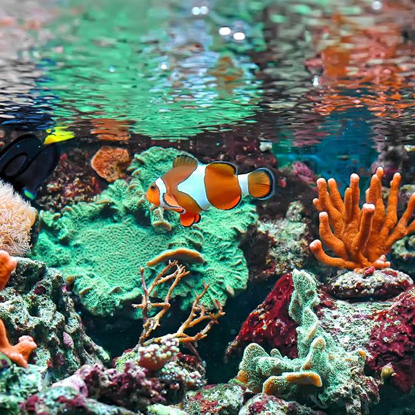 How To Set Up Your First Fish Tank