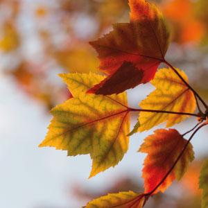 October Jobs in the Garden