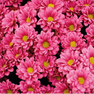 August Jobs in the Garden