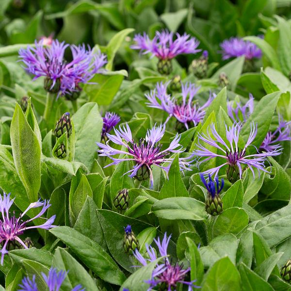 Centaurea Montana